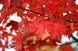 КЛЕН ФРІМАНА 'Осіння фантазіяІ' (Acer freemanii Autumn Fantasy) 01.001.098 фото 2