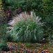 МІСКАНТУС КИТАЙСЬКИЙ 'АДАЖІО' (Miscanthus sinensis Adagio) 03.004.005 фото 2