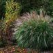 МІСКАНТУС КИТАЙСЬКИЙ 'АДАЖІО' (Miscanthus sinensis Adagio) 03.004.005 фото 1