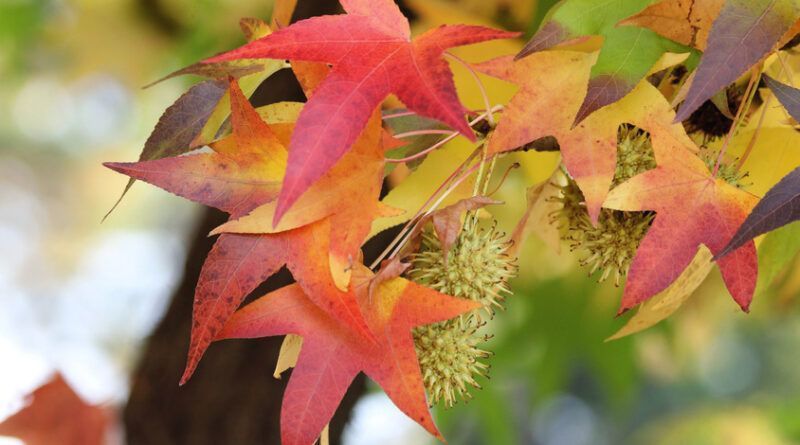 Ліквідамбар смолоносний (Liquidambar styraciflua) 01.011.011 фото