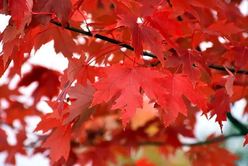 КЛЕН ФРІМАНА 'Осіння фантазіяІ' (Acer freemanii Autumn Fantasy) 01.001.098 фото