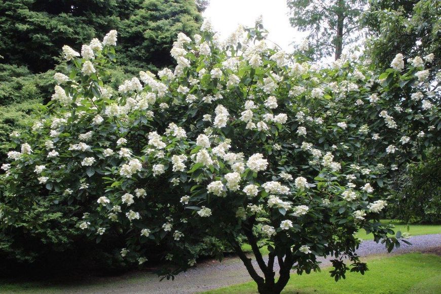 Гортензія волотиста 'Грандіфлора'(Hydrangea paniculata Grandiflora) 01.034.082 фото