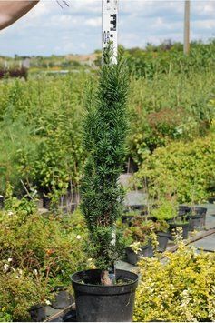 Тис ягідний Фастігіата Робуста (Taxus baccata Fastigiata Robusta) 02.004.046 фото