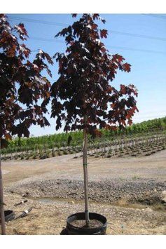КЛЕН ГОСТРОЛИСТИЙ 'РОЯЛ РЕД'(Acer platanoides Royal Red) 01.001.142 фото