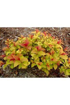 Спірея японська &lsquo;Goldflame&rsquo; (Spiraea japonica Goldflame) 01.041.014 фото