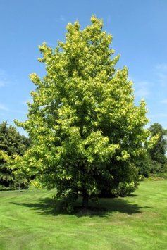 Ліквідамбар смолоносний (Liquidambar styraciflua) 01.011.007 фото