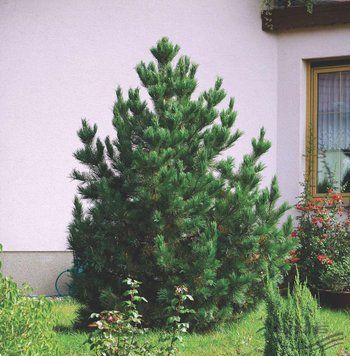 Сосна румелійська (Pinus peuce) 02.003.038 фото