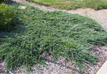 ЯЛІВЕЦЬ ПОВЗУЧИЙ 'ВІЛТОНІ' (Juniperus horizontalis Wiltonii) 02.009.182 фото