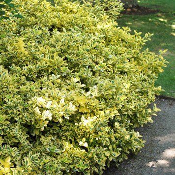 Бруслина Форчуна Емеральд Голд (Euonymus fortunei Emerald Gold) 01.008.027 фото
