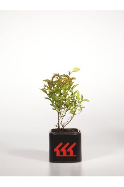 Спірея японська &lsquo;Goldflame&rsquo; (Spiraea japonica Goldflame) 01.041.014 фото