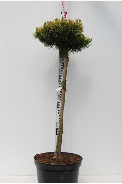 СОСНА ГІРСЬКА ВІНТЕР ГОЛД К/Ст (Pinus mugo Winter Gold) 02.003.235 фото