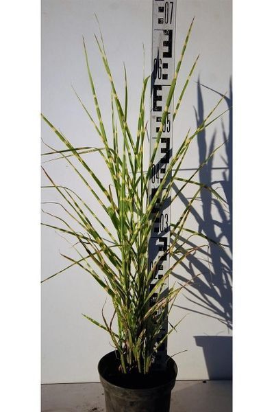 Міскантус китайський China (Miscanthus sinensis China) 03.004.009 фото