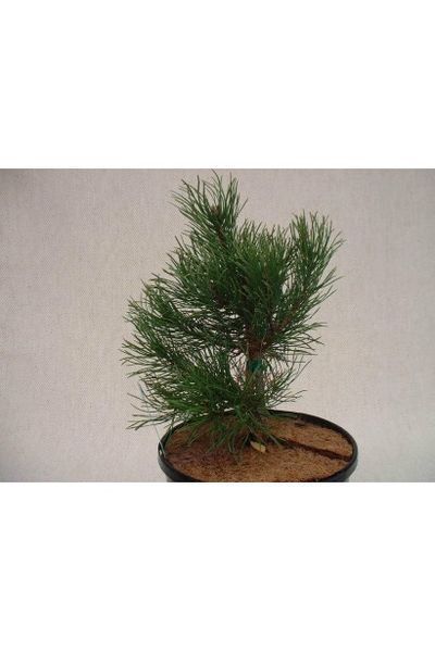 Сосна гірська піренейська / гачкувата (Pinus uncinata/Multistam) 02.003.476 фото