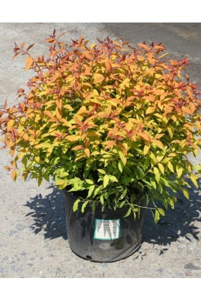 Спірея японська &lsquo;Goldflame&rsquo; (Spiraea japonica Goldflame) 01.041.014 фото