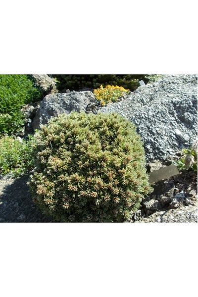 Сосна гірська піренейська / гачкувата (Pinus uncinata/Multistam) 02.003.476 фото