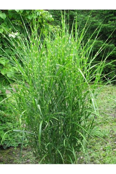 Міскантус китайський China (Miscanthus sinensis China) 03.004.009 фото