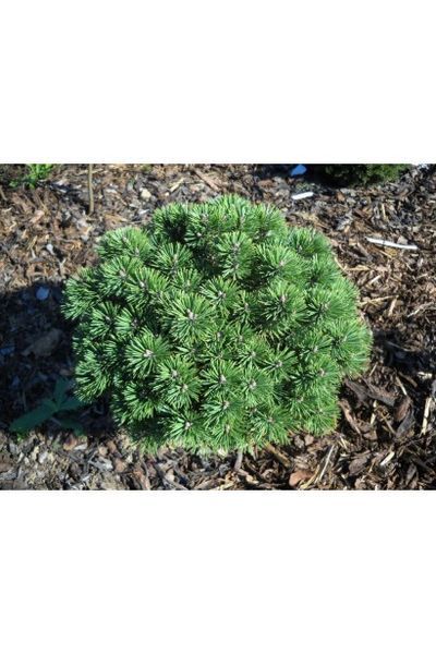 Сосна гірська піренейська / гачкувата (Pinus uncinata/Multistam) 02.003.476 фото