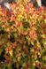 Спірея японська &lsquo;Goldflame&rsquo; (Spiraea japonica Goldflame) 01.041.014 фото 4