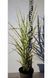 Міскантус китайський China (Miscanthus sinensis China) 03.004.009 фото 2