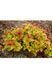 Спірея японська &lsquo;Goldflame&rsquo; (Spiraea japonica Goldflame) 01.041.014 фото 1