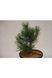 Сосна гірська піренейська / гачкувата (Pinus uncinata/Multistam) 02.003.476 фото 3