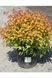 Спірея японська &lsquo;Goldflame&rsquo; (Spiraea japonica Goldflame) 01.041.014 фото 3