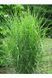Міскантус китайський China (Miscanthus sinensis China) 03.004.009 фото 3