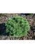 Сосна гірська піренейська / гачкувата (Pinus uncinata/Multistam) 02.003.476 фото 2