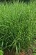 Міскантус китайський China (Miscanthus sinensis China) 03.004.009 фото 1