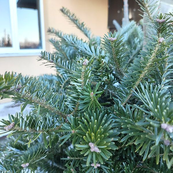 02.005.096 фото