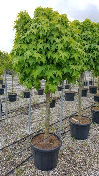 Ліквідамбар смолоносний К/Ст/шпалера (Liquidambar styraciflua) 01.011.004 фото