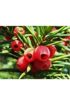 Тис ягідний Репанденс (Taxus baccata Repandens) 02.004.162 фото