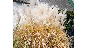 Міскантус гігантський C (Miscanthus sinensis Giganteus C) 03.004.019 фото