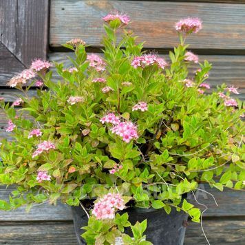 СПІРЕЯ ЯПОНСЬКА 'ЛІТЛ ПРІНЦЕС' (Spiraea japonica Little Princess) 01.041.019 фото