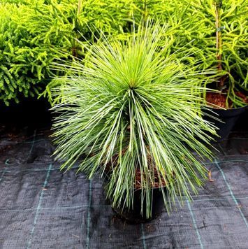 Сосна шверіна Вітхорст (Pinus schverinii Wiethorst) 02.003.191 фото