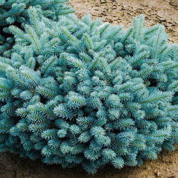 Ялина колюча Глаука Глобоза К/бонсай (Picea pungens Glauca Globosa) 02.002.252 фото