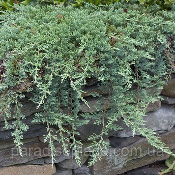 ЯЛІВЕЦЬ ПОВЗУЧИЙ 'ВІЛТОНІ' (Juniperus horizontalis Wiltonii) 02.009.166 фото