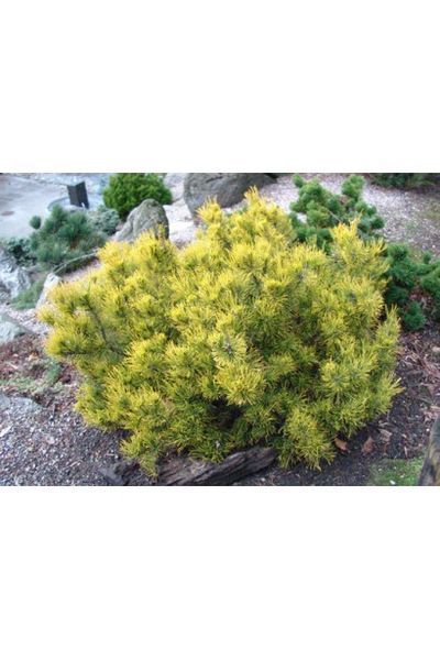 СОСНА ГІРСЬКА ВІНТЕР ГОЛД К/Ст (Pinus mugo Winter Gold) 02.003.236 фото