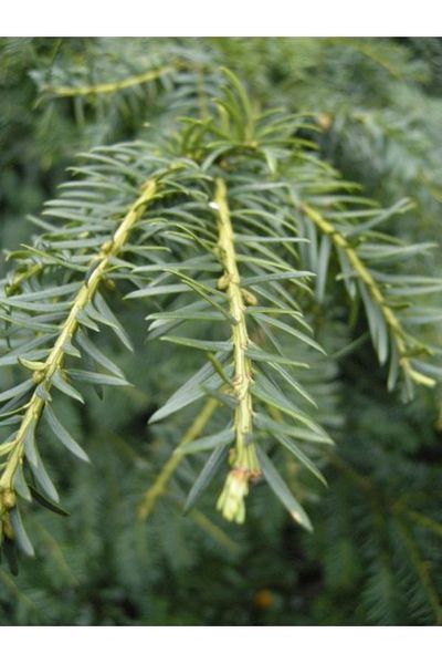 Тис ягідний Репанденс (Taxus baccata Repandens) 02.004.162 фото
