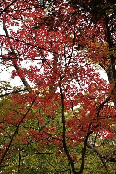 клен псевдосібольдівський 'Арктичний нефрит' (Acer pseudosieboldianum Arctic Jade) 01.001.167 фото