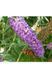 Будлея Давіда (Buddleja davidii) 01.037.001 фото 3