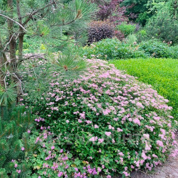 СПІРЕЯ ЯПОНСЬКА 'ЛІТЛ ПРІНЦЕС' (Spiraea japonica Little Princess) 01.041.019 фото