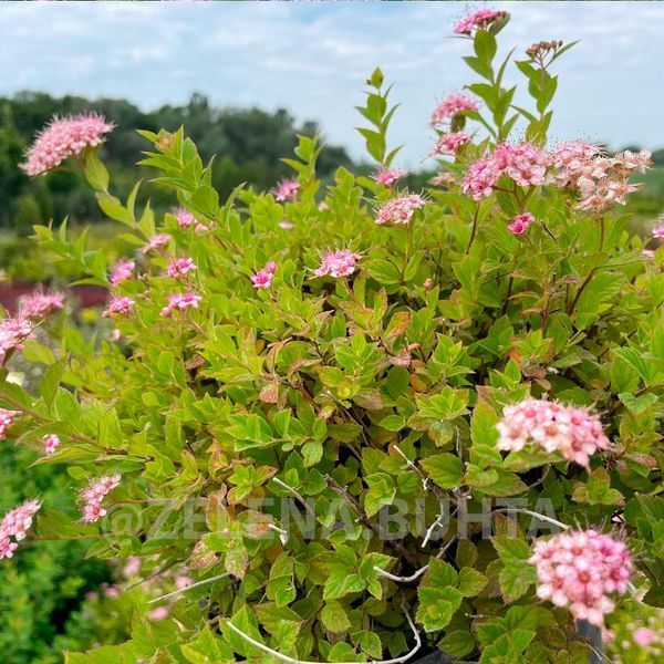СПІРЕЯ ЯПОНСЬКА 'ЛІТЛ ПРІНЦЕС' (Spiraea japonica Little Princess) 01.041.019 фото