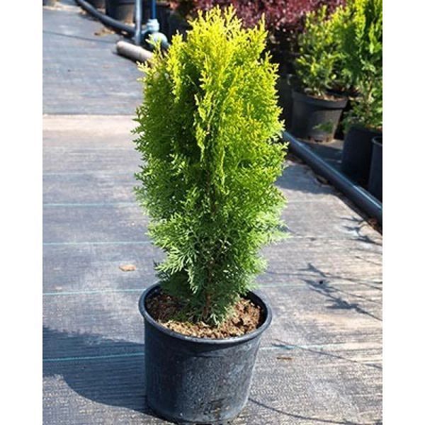 Туя Східна Ауреа Нана (Thuja orientalis Aurea Nana) 02.011.033 фото