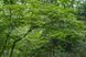 клен псевдосібольдівський 'Арктичний нефрит' (Acer pseudosieboldianum Arctic Jade) 01.001.167 фото 1