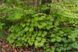 клен псевдосібольдівський 'Арктичний нефрит' (Acer pseudosieboldianum Arctic Jade) 01.001.167 фото 2