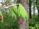 клен псевдосібольдівський 'Арктичний нефрит' (Acer pseudosieboldianum Arctic Jade) 01.001.167 фото 3