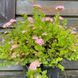 СПІРЕЯ ЯПОНСЬКА 'ЛІТЛ ПРІНЦЕС' (Spiraea japonica Little Princess) 01.041.019 фото 1