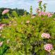 СПІРЕЯ ЯПОНСЬКА 'ЛІТЛ ПРІНЦЕС' (Spiraea japonica Little Princess) 01.041.019 фото 2