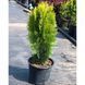 Туя Східна Ауреа Нана (Thuja orientalis Aurea Nana) 02.011.033 фото 2